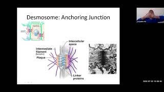 cell 5  intercellular junctions 7 min [upl. by Lairbag272]