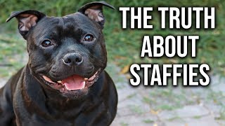 What you Need to Know about English Staffies [upl. by Leboff]