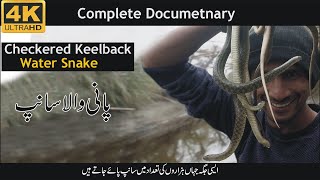 Checkered Keelback Snake Water Snake Documentary [upl. by Ahsinet]