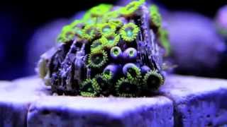 Zoanthids Opening [upl. by Verina323]