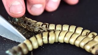 Whats Inside A Rattlesnake Rattle Close Up [upl. by Anaujik502]