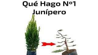 Del Vivero a Bonsai  Junípero  Qué Hago Nº1 [upl. by Evatsug]