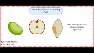 Development OF Seed Fruit Apomixis and polyembryony last lecture [upl. by Euseibbob733]