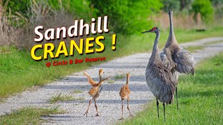 Sandhill Cranes at Circle B Bar Reserve [upl. by Slaohcin]