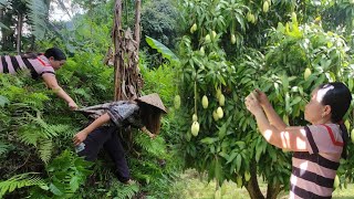 The hardship of picking mangoes to sell and returning home was robbed of all the money [upl. by Eimmas]