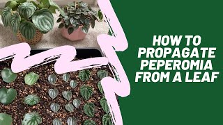 How to Propagate Peperomia from a Leaf [upl. by Mushro]