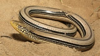 The Enigmatic Slender Glass Lizard Fragile Beauty in North Americas Grasslands [upl. by Godard257]