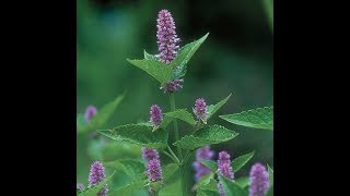 Planting Multipurpose Anise Hyssop  How to grow a year round cut flower garden  Ep 25 [upl. by Wack]