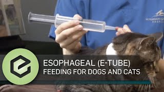 Esophageal ETube feeding for dogs and cats [upl. by Renata174]