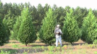 Pruning Christmas trees with a SAJE [upl. by Lahcar]