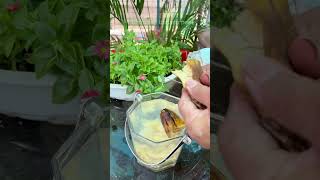 🌿✨ Boost Your Plants with This Homemade Plant Food 🌻🌱 gardeningtips shorts fertilizer [upl. by Nirre290]