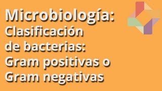 Clasificación de bacterias Gram positivas o Gram negativas  Microbiología  Educatina [upl. by Lind98]