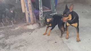 miniature pinscher mating [upl. by Yauq648]