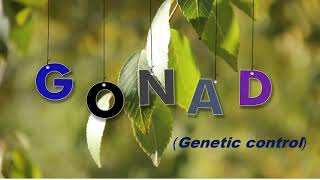 Genetic Control On Gonadal Development [upl. by Merilee730]