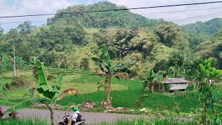 SAWAH  KEBUN LT 3200 METER HARGA 250 JUTA [upl. by Armallas]