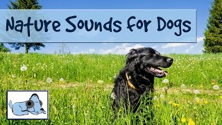 Relaxing Music for Stressed Dogs with Nature Sounds to Improve Behaviour in Storms [upl. by Aihtenak573]