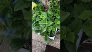 Reason to use Epsom salts on plants foryou fy garden gardening gardeningtips gardeninghacks [upl. by Leid]