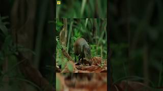 Brazil Nuts Eating Agouti shorts short shortvideo facts [upl. by Austine]