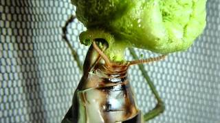 Mega Mantis Lays a Giant Green Ooth Plistospilota guineensis [upl. by Jona]