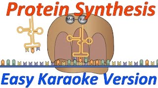 Protein Synthesis Easy Karaoke version [upl. by Llevart924]