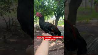 Pollo Jeremy chandler x gallina kelso manolo torres gallos gallofino asil rooster gallosblancos [upl. by Haisi959]