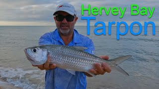 Hervey Bay Land based Fishing  Tarpon [upl. by Mahan648]