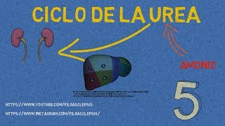 Ciclo de la Urea  Bioquímica [upl. by Fielding]