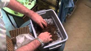 Raising Earthworms  Buying the worms to start with [upl. by Llecram]