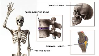 All types of joints in our body Joints and its types 3d animation [upl. by Atiras]