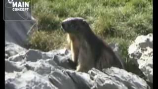 Marmotas en Pirineos Ordesa y Monte Perdido HD [upl. by Seuqirdor]