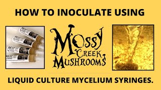 Inoculation using agar needle biopsy 🍄 How to Grow Mushrooms Series 🍄 Mossy Creek Mushrooms [upl. by Eelaras194]