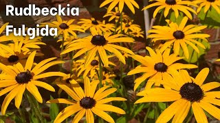 Rudbeckia fulgida Goldsturm Coneflower Black Eyed Susan [upl. by Ihcas]