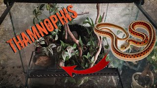 Objectif THAMNOPHIS SIRTALIS [upl. by Al]