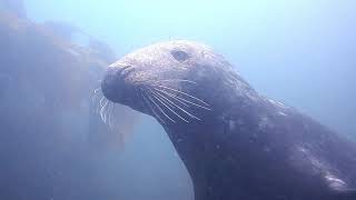 Farne Islands Dive Trip [upl. by Atirehgram988]