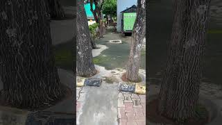 dog video chippiparai dogpets video [upl. by Nevetse]