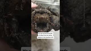 Meet Fluffy The Alligator Snapping Turtle That Can Bite Through Bone [upl. by Ardnayek]