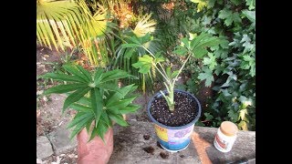 How to root Schefflera taiwaniana from stem cuttings [upl. by Aleehs560]