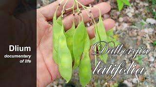 Indian rosewood Dalbergia latifolia  part 6 [upl. by Nylknarf]