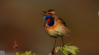 Bluethroat singing Blåstrupe sang Blaukehlchen gesang Blauwborst zang Podróżniczek śpiew p1000 [upl. by Nailimixam]