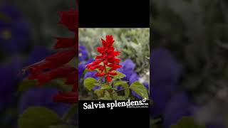 Salvia splendens [upl. by Eanaj115]