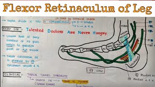 Extensor Retinaculum of Leg  Lower Limb Anatomy  TCML Anatomy [upl. by Blynn]