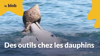 Des outils chez les dauphins  Actu de science [upl. by Ihab]