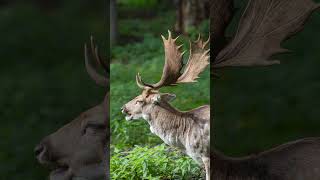 Look at this picture of a deer 🦌🌿 photography animalwatching [upl. by Rezal]