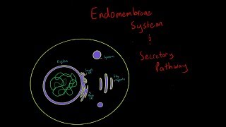 The Endomembrane System EVERYTHING YOU NEED TO KNOW FOR MCAT [upl. by Cormac]