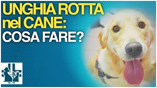 Unghia rotta nel cane  cosa fare [upl. by Anileva]