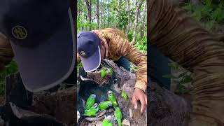 A man walking through the forest sees a parrot in a tree trunkpart2parrot wildlife nature dog [upl. by Adiari204]