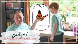 How to Set Up a Monarch Butterfly Cage [upl. by Upshaw41]