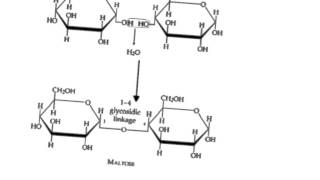 Carbohydrate structure and function [upl. by Anatolio]