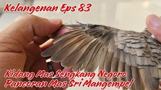 Kidang Mas Sengkang Negoro Pancoran Mas Sri Mangempel Kelangenan Eps 83 [upl. by Helse158]