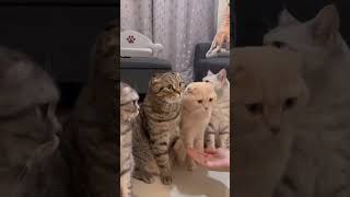 Hand shake one by one 🐈 cat kittycomedy funny kitty comedy cutecomedy shaababies [upl. by Greeley]